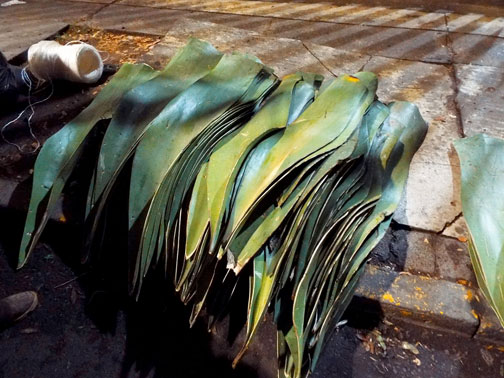 Agave leaves being prepared for barbacoa