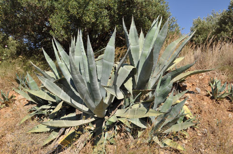 The spikey American agave plant