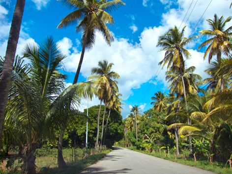 A jungle road on Antigua