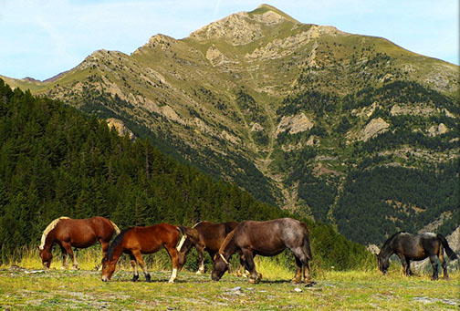 Andorran countryside, with horses