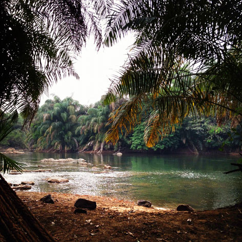 The palm-fringed view of the Moa River from Tiwai Island Wildlife Sanctuary, Sierra Leone