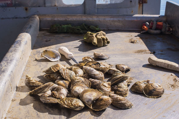 Harvested local oysters in Gulf Coast, Alabama