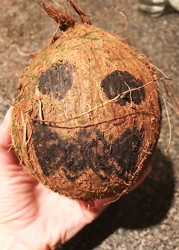 A coconut decorated like a kakamora pirate from Moana.