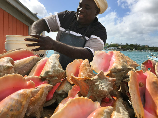 Man selling conch shells in Nassau, the Bahamas