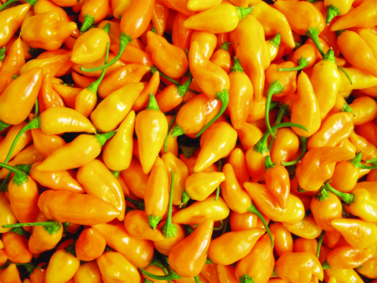 Yellow datil peppers from St. Augustine, Florida