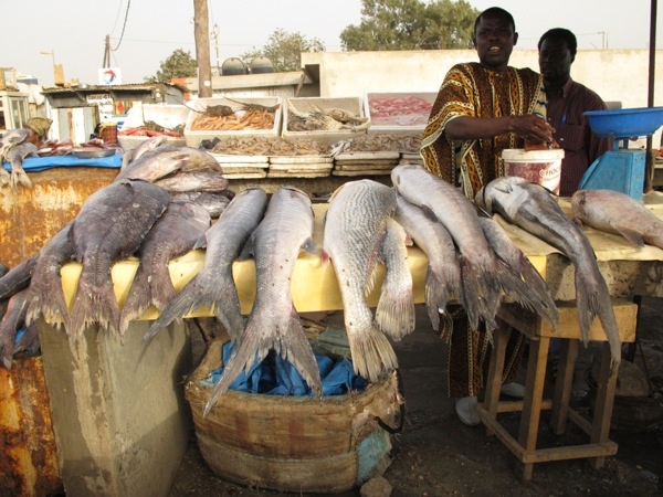 Fish at Soumbedioune market, Dakar, Senegal.