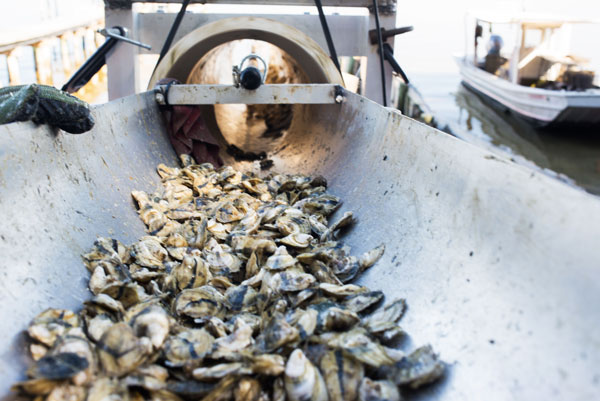 Local oysters going through machine, Gulf Shores, Alabama