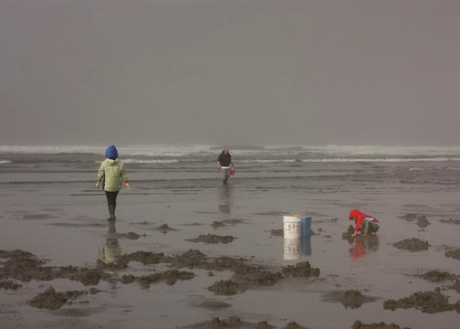 Digging for razor clams off the Washington coastline