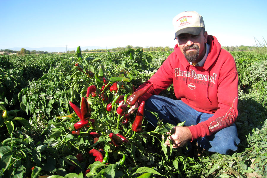 Shane Milberger on his chile farm in Pueblo, Colorado