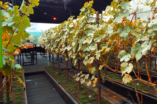 Wine vines at Vinicola Urbana rooftop winery in Mexico City