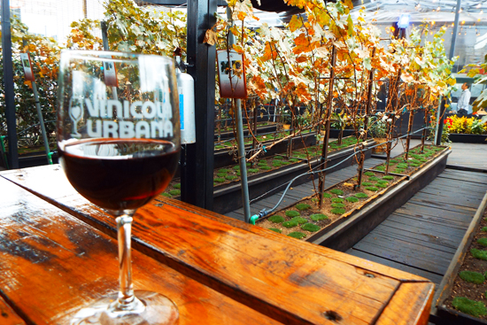 Glass of wine at Vinicola Urbana, a rooftop winery in Mexico City