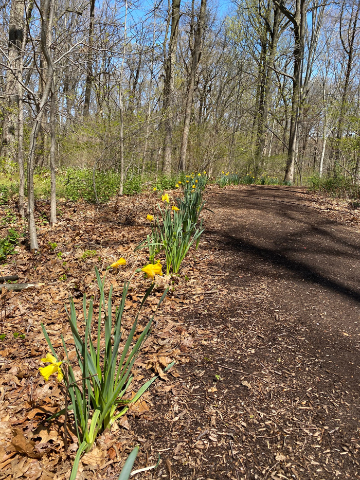 A trail at Alley Pond Park in Queens