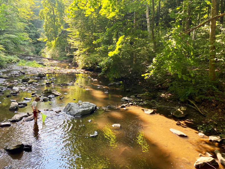 Boy searching for crayfish in Westchester, NY