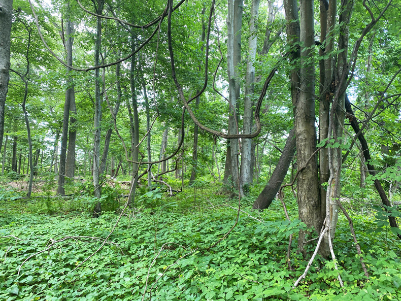 Overgrown forest at Welwyn Preserve in Long Island