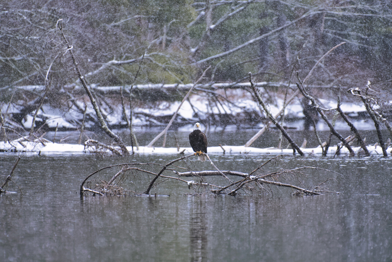 Bald eagle on a snowy branch in the river in the Sullivan Catskills