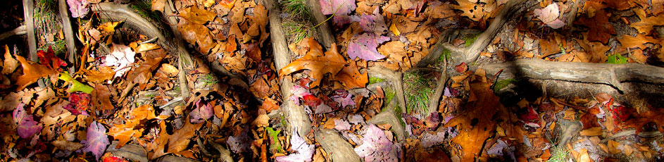 Fall leaves, Blue Ridge Mountains